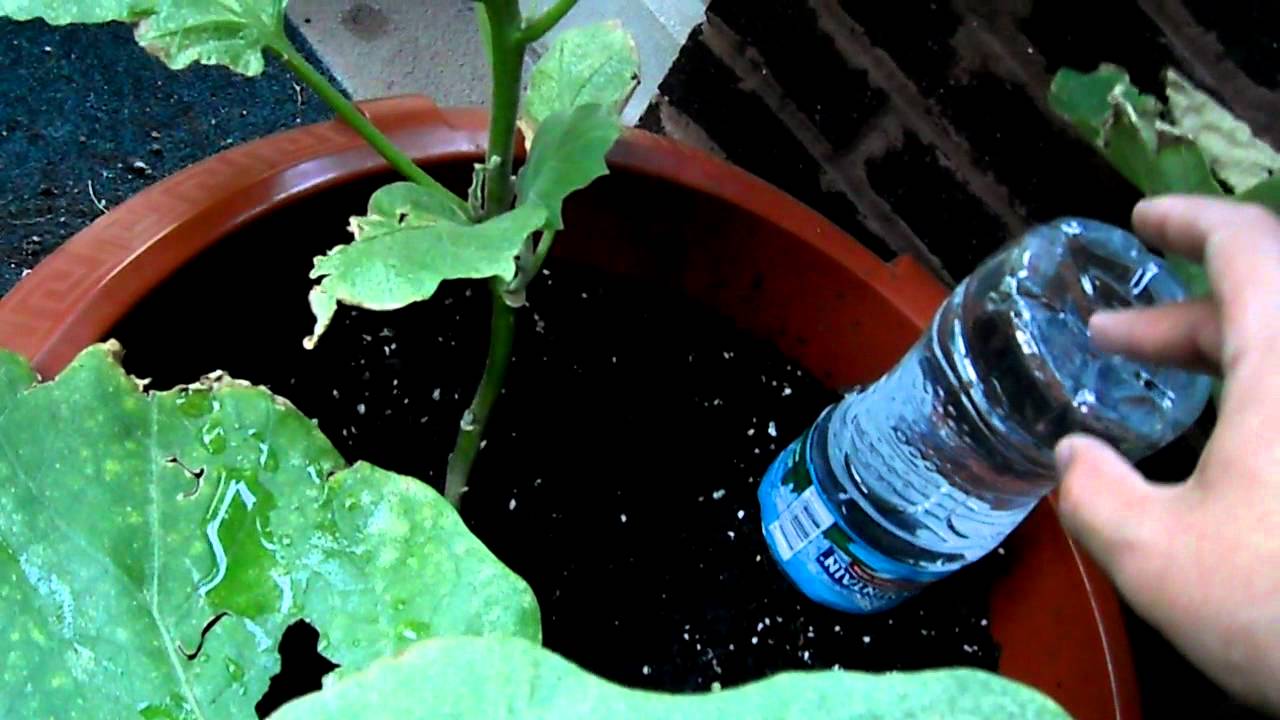 How to Make a Drip Water Irrigation System for a Container