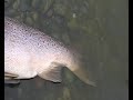 Big Sea Trout Rio Gallegos Las Buitreras.wmv