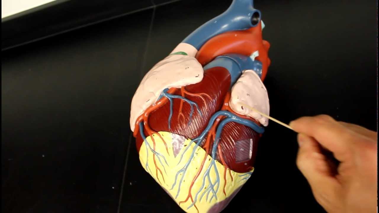 CIRCULATORY SYSTEM ANATOMY: Coronary circulation arteries and cardiac