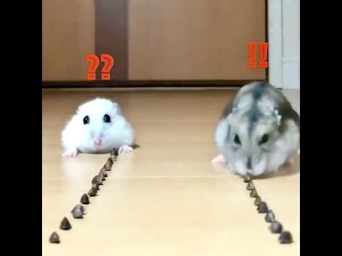 FUNNY ANIMAL COMPILATION SO CUTE 2