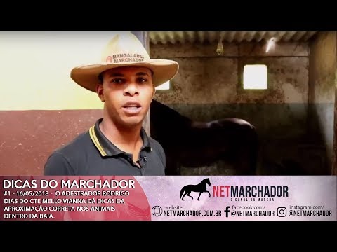 #1 DICAS DO MARCHADOR - RODRIGO DIAS - APROXIMAÇÃO CORRETA - MANGALARGA MARCHADOR