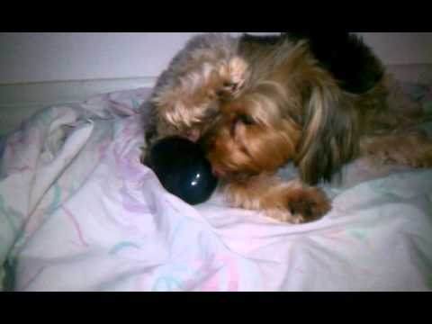 yorkies giving birth yorkie giving birth minnie yorkies giving birth yorkie giving birth minnie