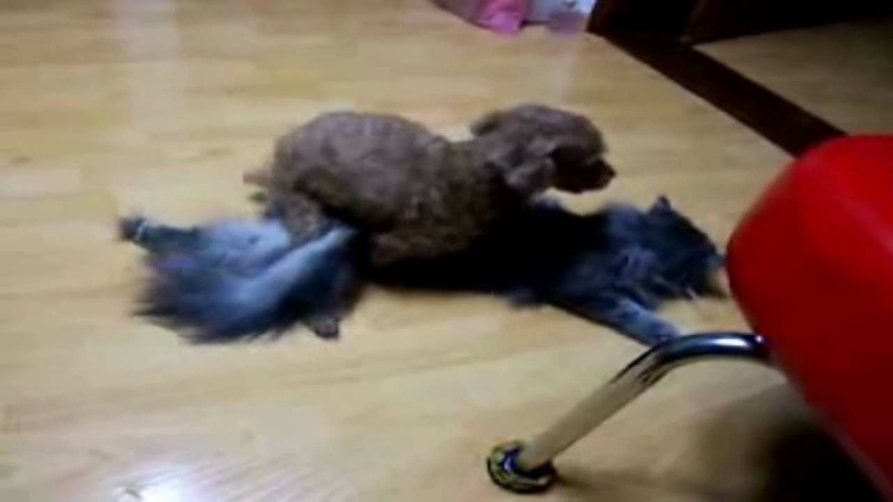 Sex with dog