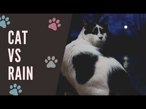 Cat vs Rain