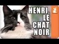 Henri, le Chat Noir - Memed
