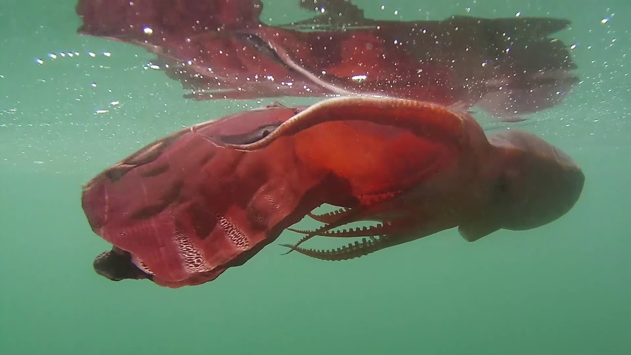 Blanket Octopus in Full Regalia 1080p YouTube