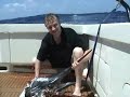 450 pound Black Marlin eaten by shark