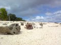 Coenobita Rugosus au Tonga.