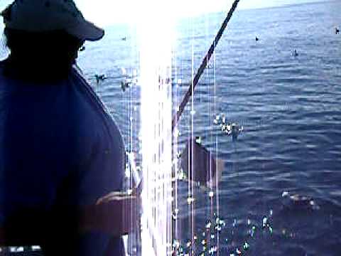Black Bream Fishing North Sea