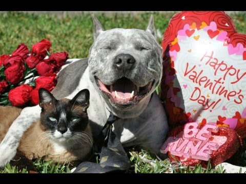 Happy Valentine&#039;s Day Card! XOXOX from PitBull Sharky and his Cat Max