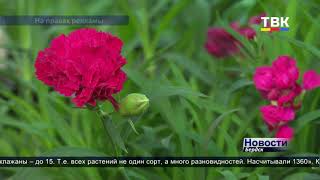Рассада для бердчан. 1360 сортов растений выращивает в своей теплице Татьяна Переладова