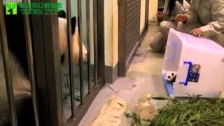 Heartwarming Moment - Baby panda finally meets its mommy