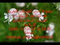 parte 08 مجموعة أحباب المصطفى المغربية