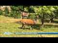 Les animaux de la 8 - Escapade animalière en Meurthe et Moselle