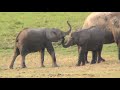 Wings over Kenya, an African Safari (2007)