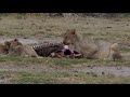 Wings over Kenya, an African Safari (2007)