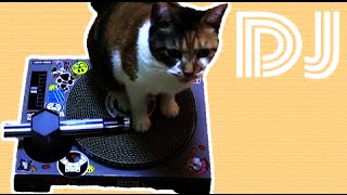 キャットプレイハウスで猫はDJするのか！？