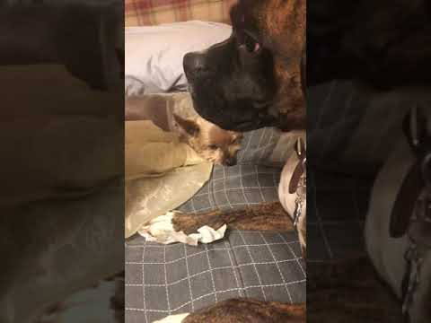 Funny boxer throwing tantrum