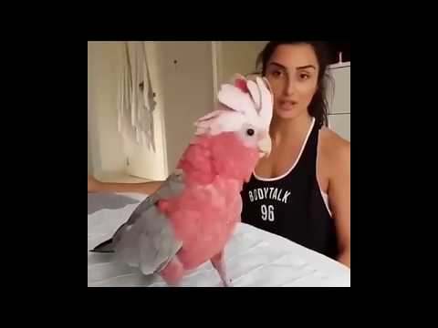 Parrots and Cockatiels Cutest Birds | Cockatiels the Best | Happy Friendly Birds | Talkative Birds