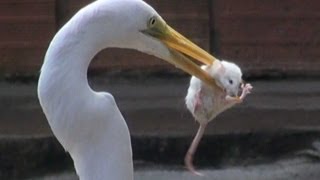 EGRET EATS MOUSE