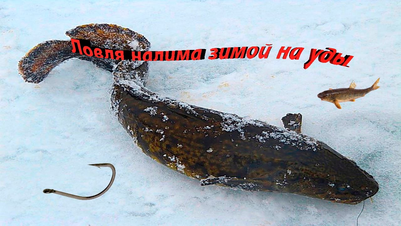 ловить налима на жерлицу ловить налима на жерлицу