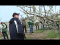 Pruning the Mature Cherry Tree on Gisela Rootstock