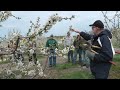 Pruning the Mature Cherry Tree on Gisela Rootstock