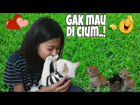 Kucing Lucu Miss Cemplon Gak Mau Di C1um, Haha 😁 Kocak Abis ❤️ Shafeea Hanum ♥️ Miss Cemplon