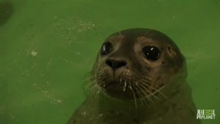 Rescued Seals to Go Home | North Woods Law