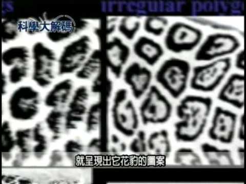 20. 花豹斑紋密碼 - YouTube pic