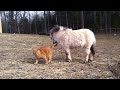 Piper (mini horse) and Mango (fat cat).MOV
