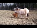 Piper (mini horse) and Mango (fat cat).MOV