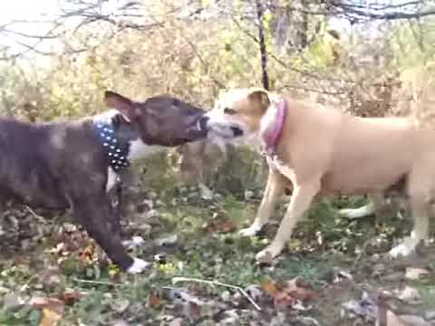 fighting terrier videos english bull terrier YouTube vs english bull pitbull fighting terrier videos english bull terrier YouTube vs english bull pitbull