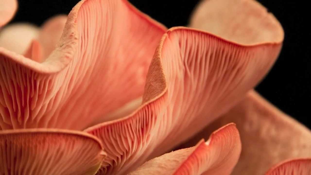 Mushroom Growing Time Lapse - Pink Oyster Growing Kit - YouTube