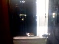 Larry the Downing street Cat Being let in