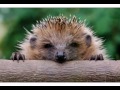 Funny Birthday Song (Henry the... - Humor & Fun ecards - Birthday Greeting Cards