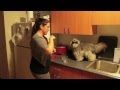 A Glass of Scotch With Colonel Meow
