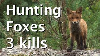 Hunting foxes, 3 kills. By Kristoffer Clausen. Sommerjakt på rev.