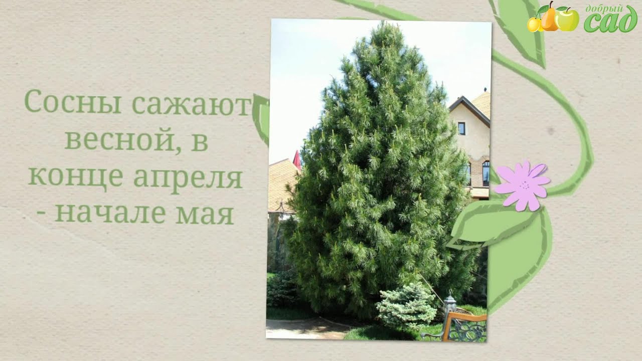 Как сделать саженцы сосны Как сделать саженцы сосны