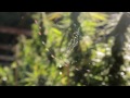 Green House Construction Tips for Growing 11 Feet Tall Plants by Jorge Cervantes