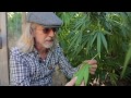 Green House Construction Tips for Growing 11 Feet Tall Plants by Jorge Cervantes