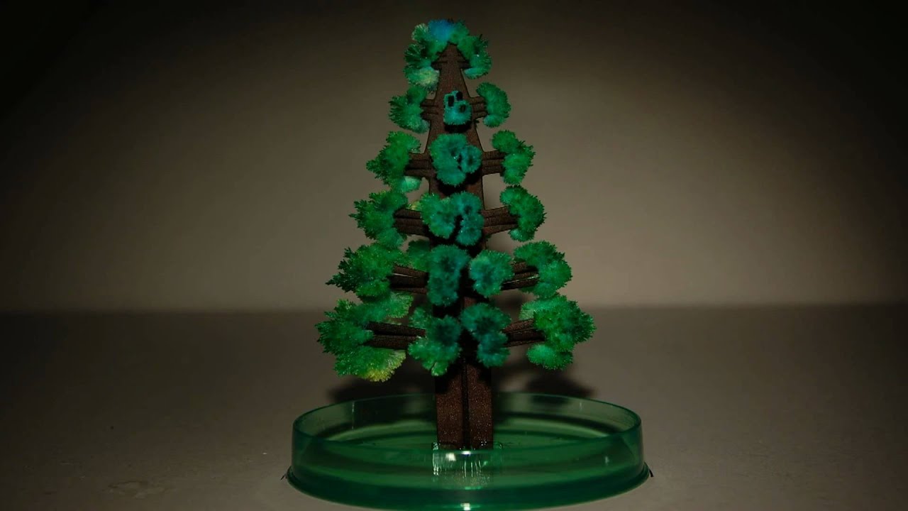 time lapse video of growing magic christmas tree time lapse video of growing magic christmas tree