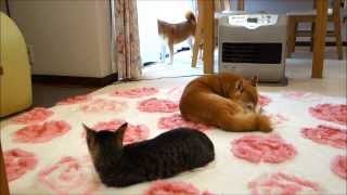 番犬と番猫　Guard dog and cats