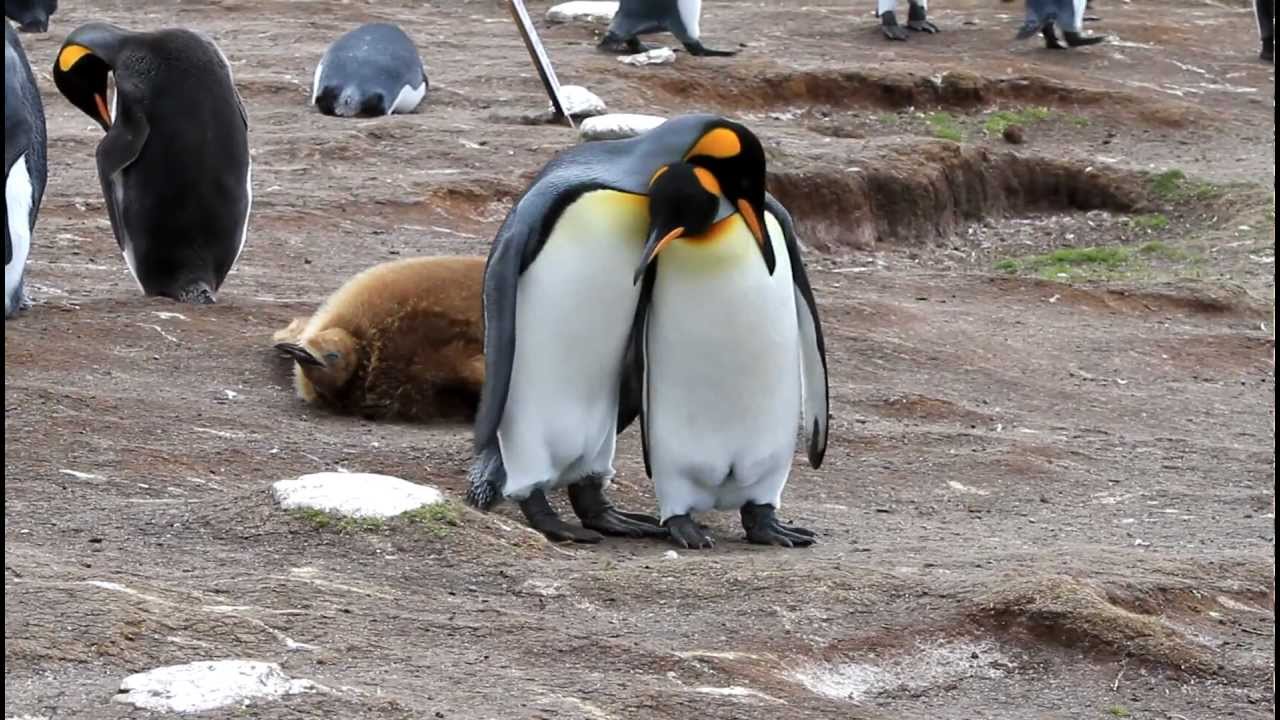 King Penguins Courting and Mating - YouTube
