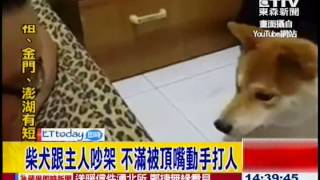 柴犬跟主人吵架 動手要打人