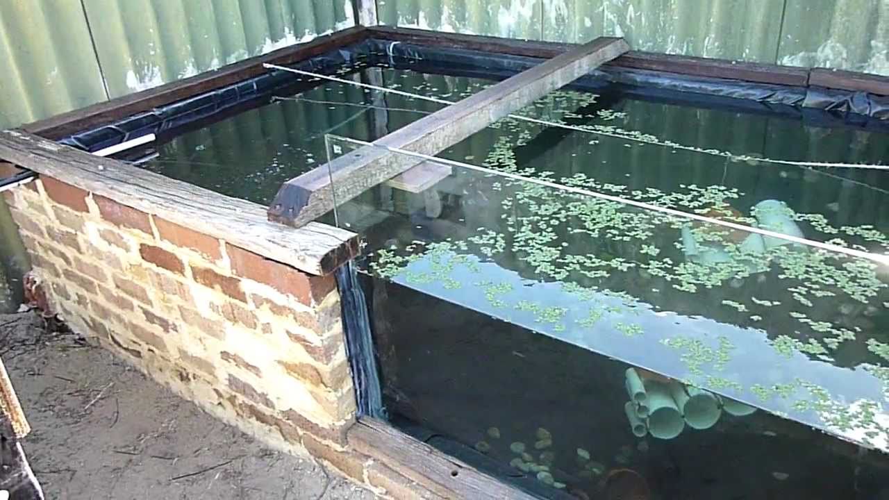 Another DIY Aussie Aquaponics Update 6 - YouTube
