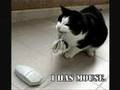 Stupid Cats Part 1 - Youtube
