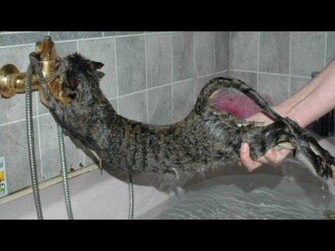 Cats just don't want to bathe - Funny cat bathing compilation - YouTube