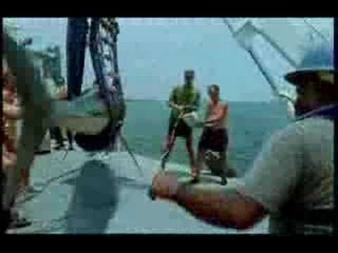 MANS BODY FOUND INSIDE SHARK HILARIOUS ADVERT - YouTube