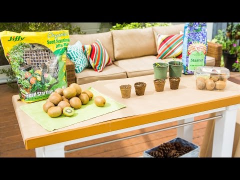 Hallmark Channel Home & Family 2122 - Shirley Bovshow Planting Kiwis